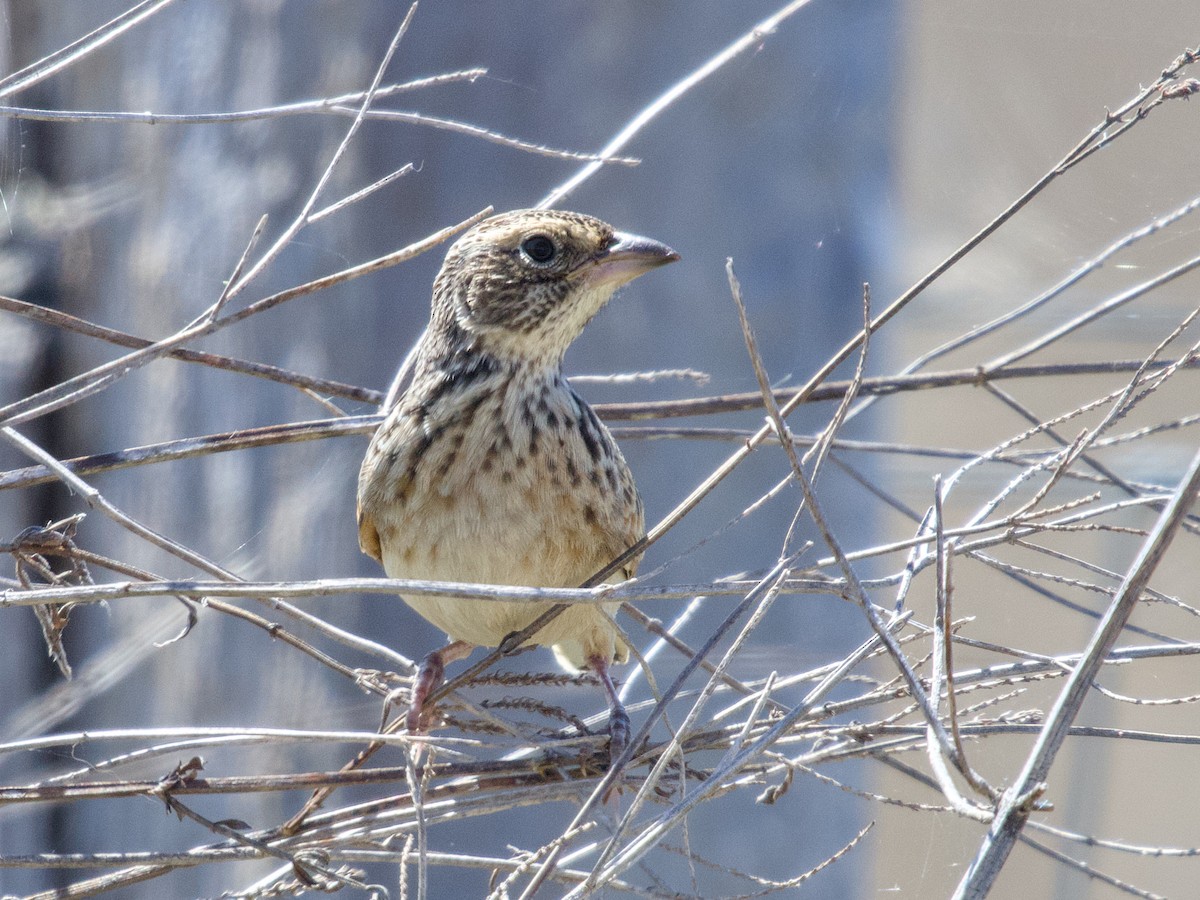 Singing Bushlark - ML643856142