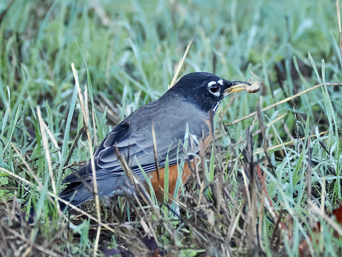 American Robin - ML643856143
