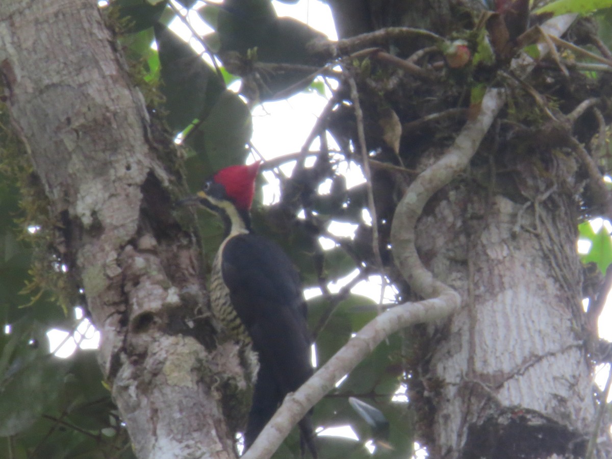 Lineated Woodpecker - ML643856144