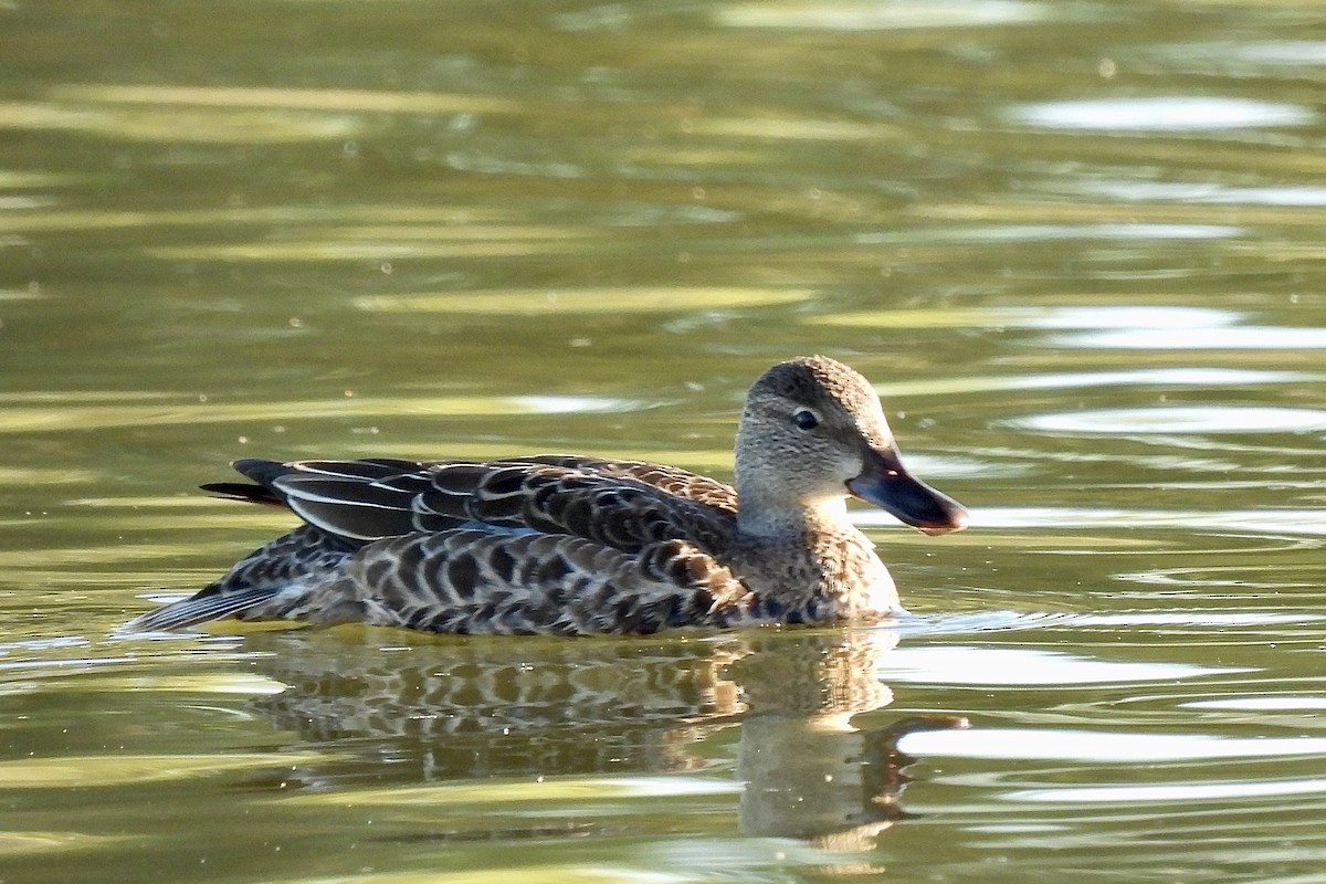 Cinnamon Teal - ML643856179