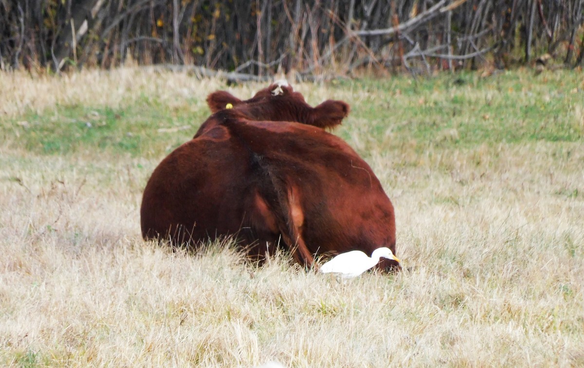 Western Cattle-Egret - ML643856231