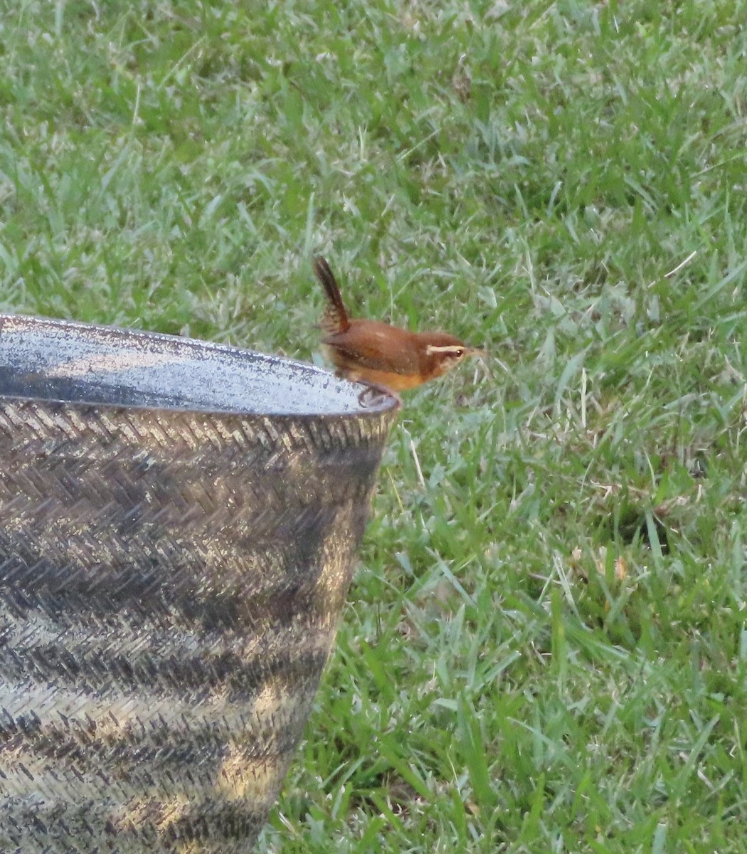 Carolina Wren - ML643856234