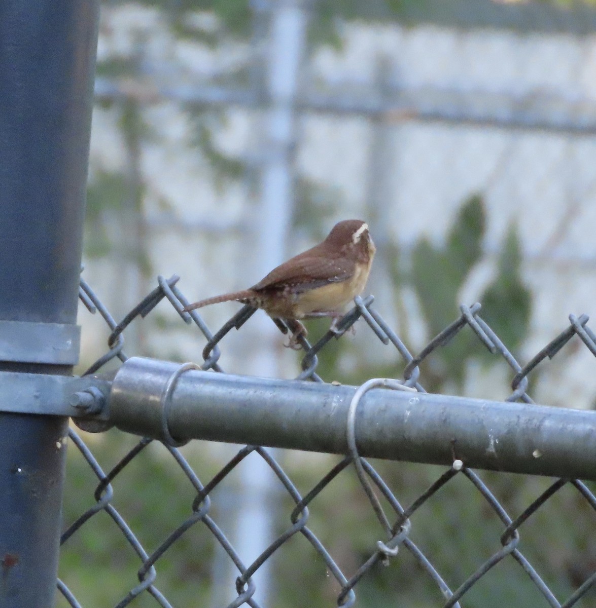 Carolina Wren - ML643856235