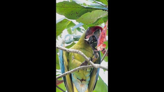 Great Green Macaw - ML643856244