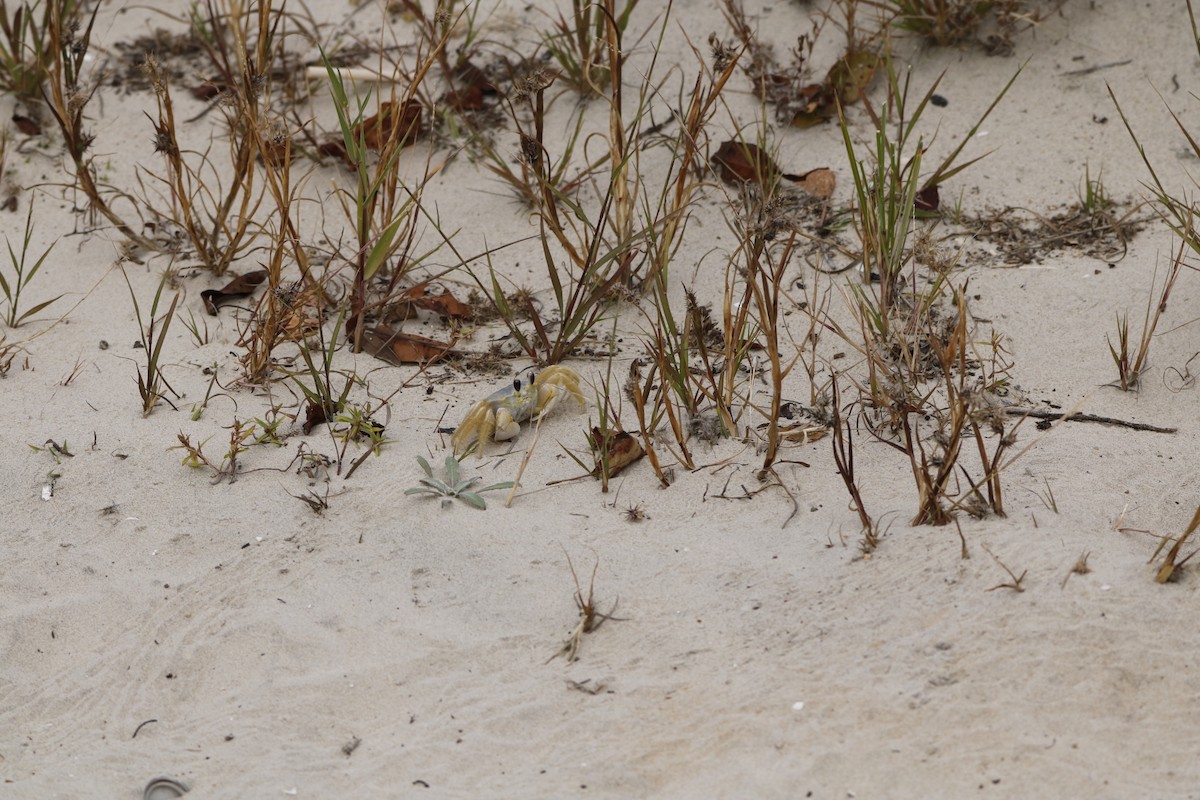 Atlantic Ghost Crab - ML643856245