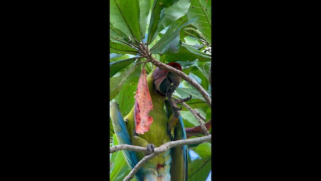 Great Green Macaw - ML643856246