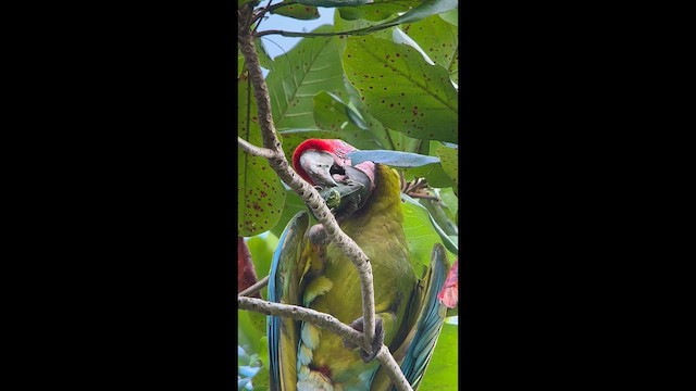 Great Green Macaw - ML643856247
