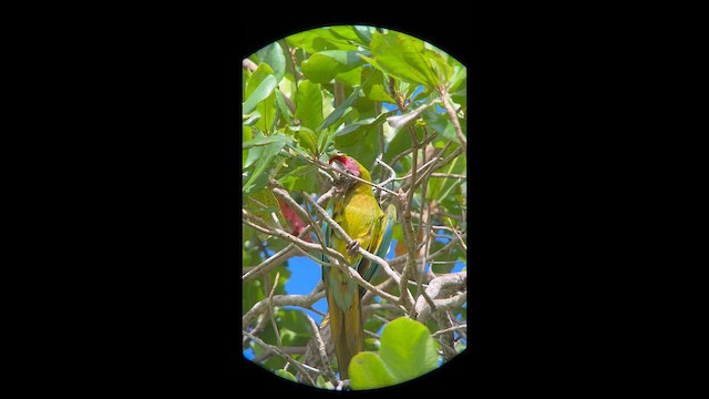 Great Green Macaw - ML643856248