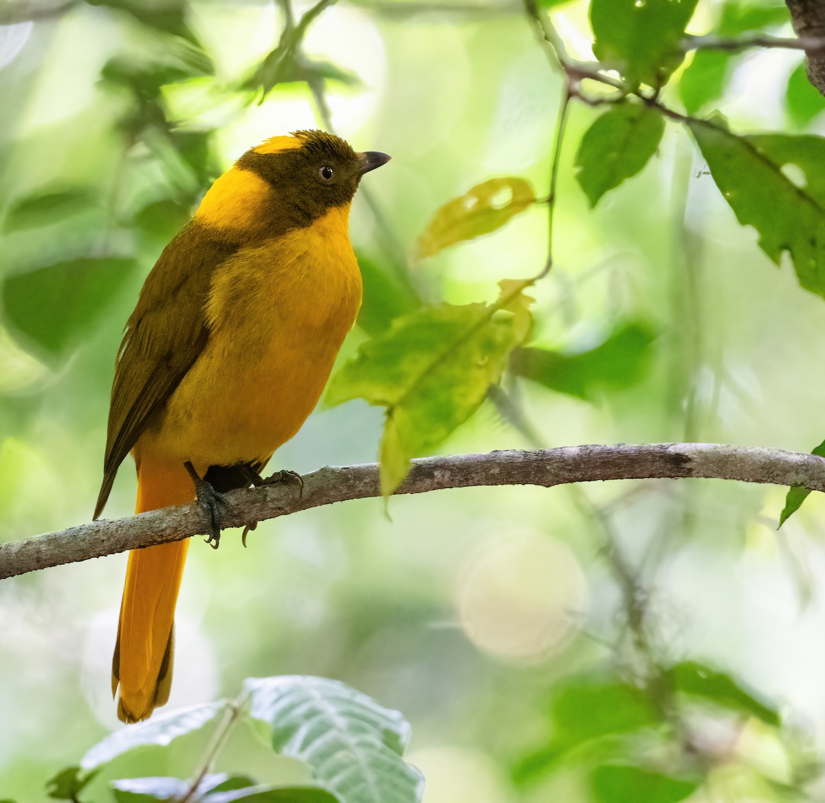 Golden Bowerbird - ML643856249