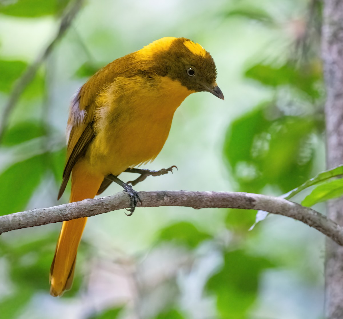 Golden Bowerbird - ML643856250