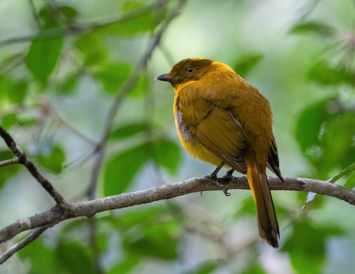 Golden Bowerbird - ML643856251