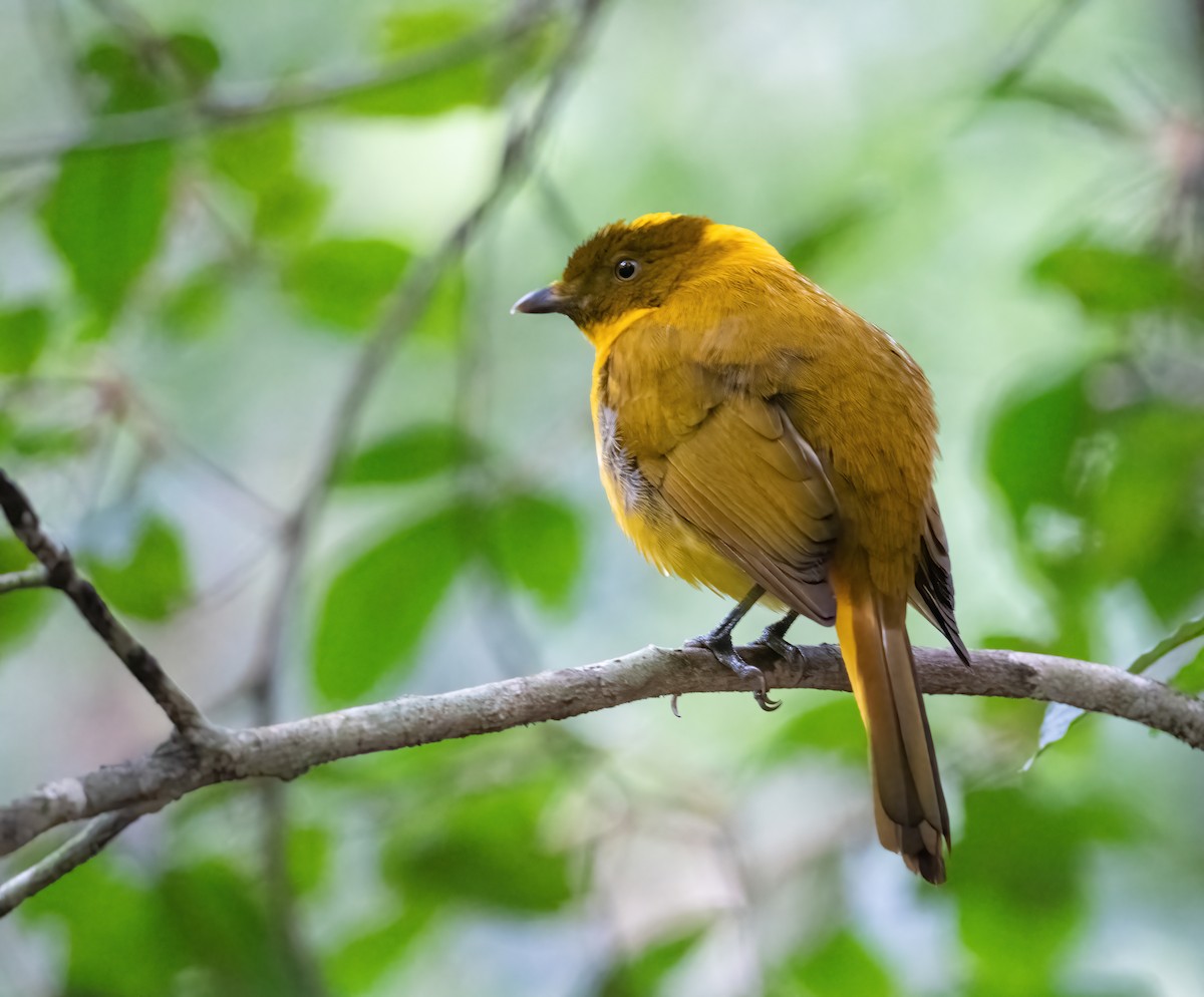 Golden Bowerbird - ML643856252