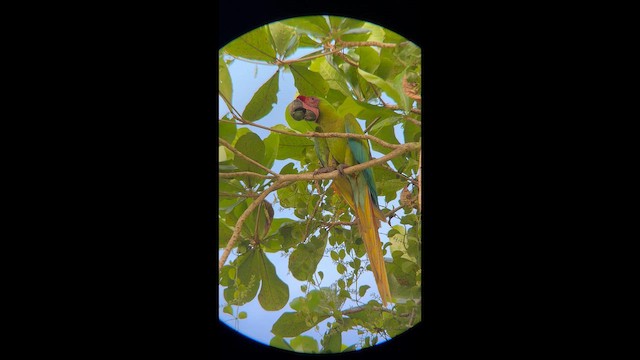 Great Green Macaw - ML643856253