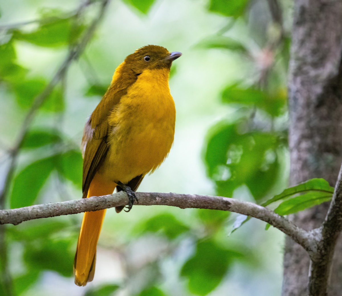 Golden Bowerbird - ML643856255