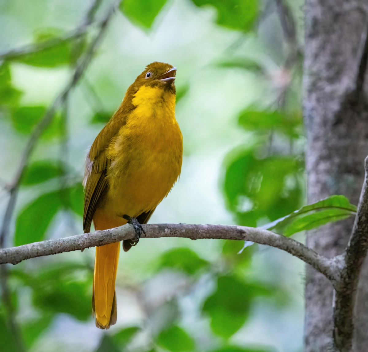 Golden Bowerbird - ML643856256