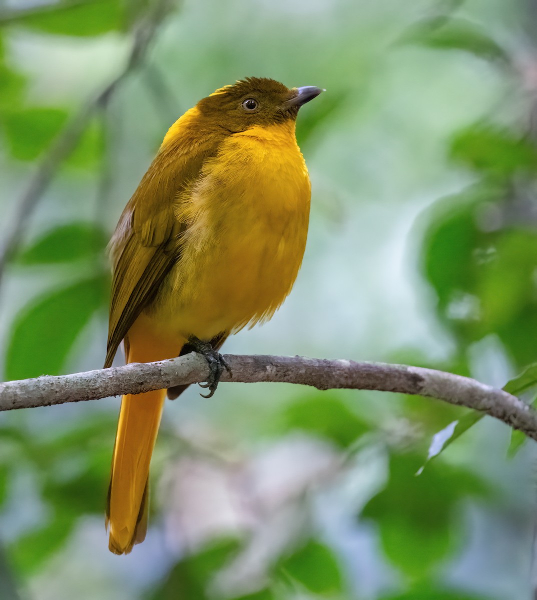 Golden Bowerbird - ML643856257