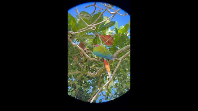 Great Green Macaw - ML643856258