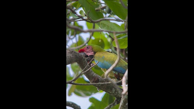 Great Green Macaw - ML643856259