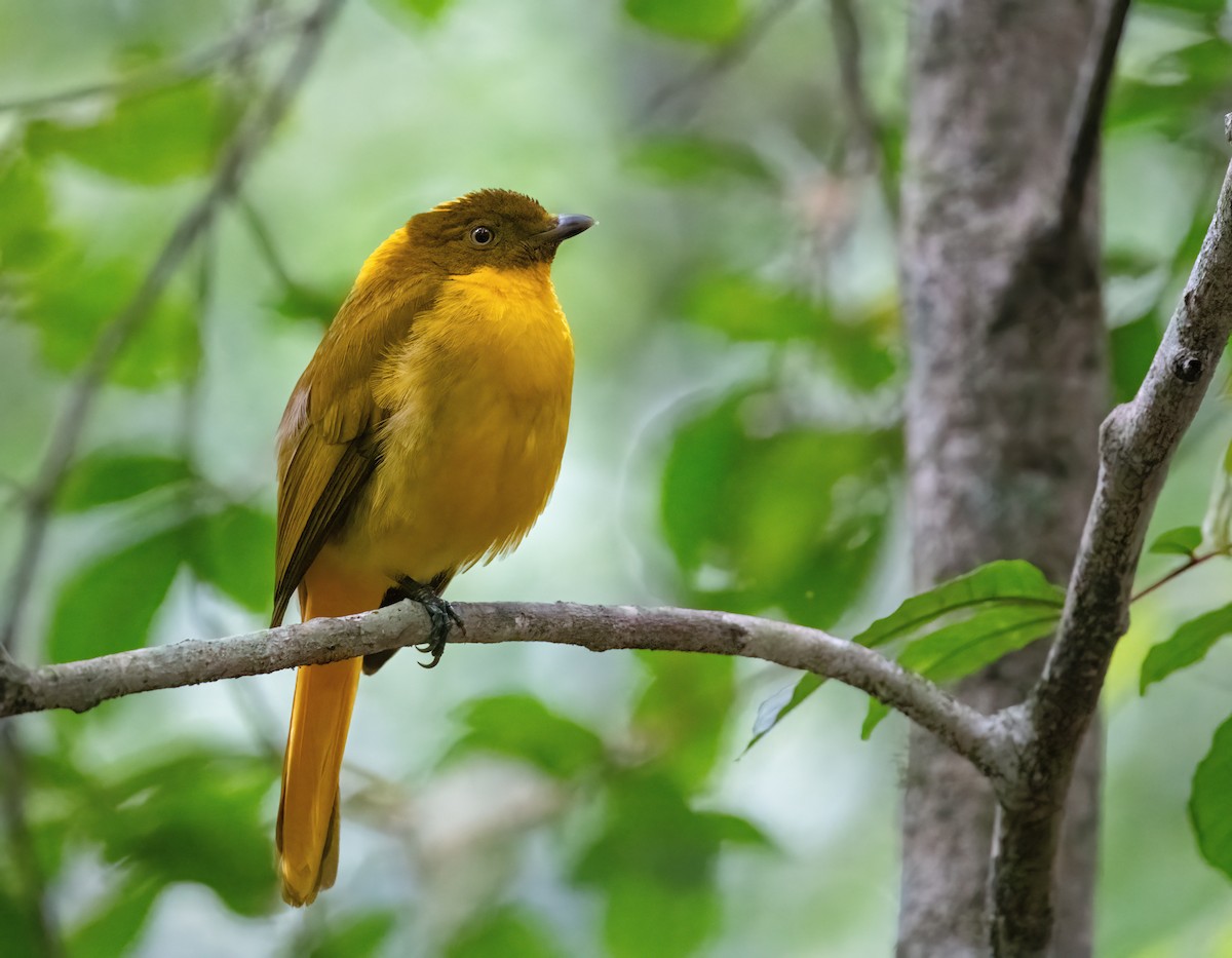 Golden Bowerbird - ML643856260