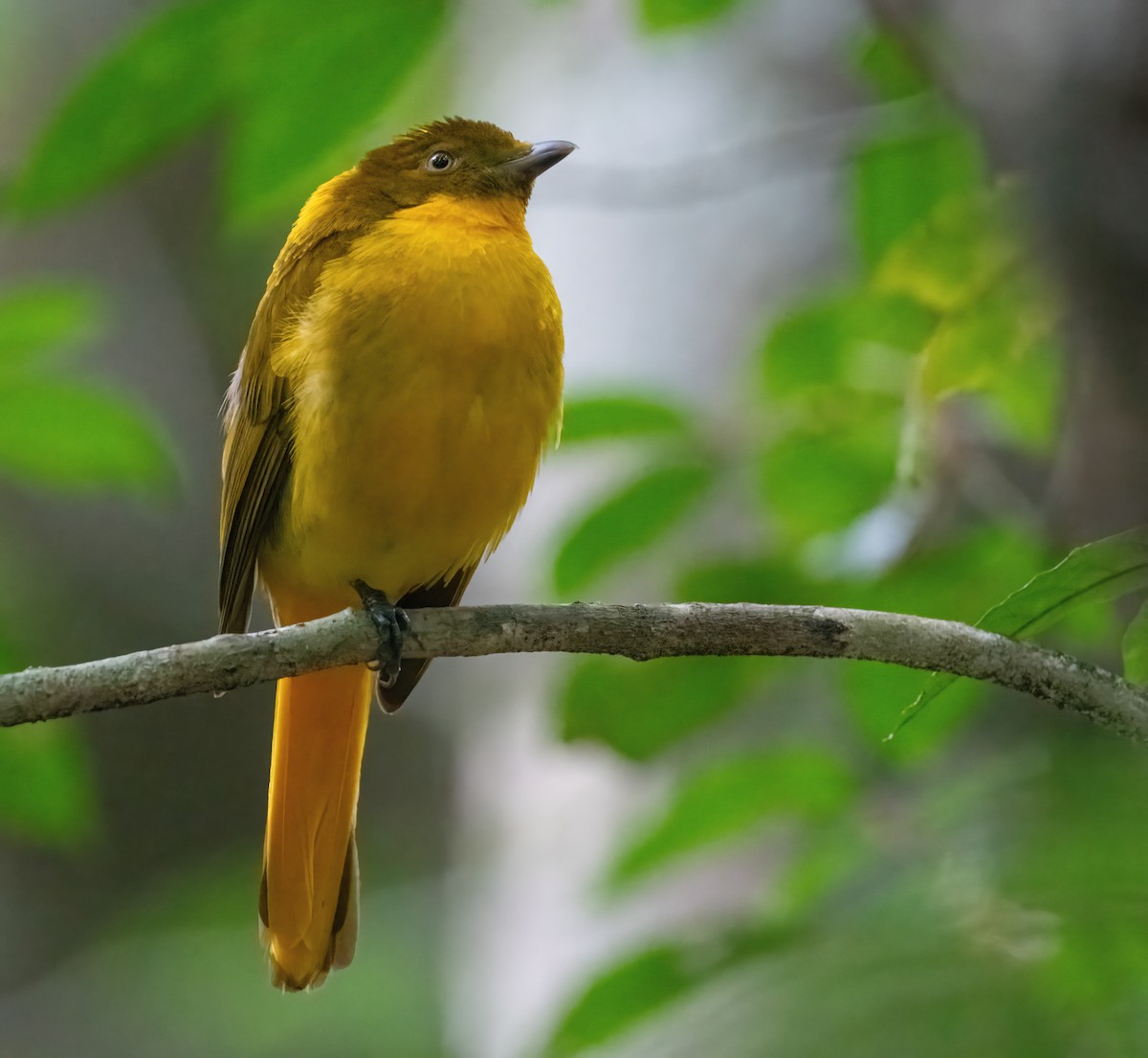 Golden Bowerbird - ML643856261