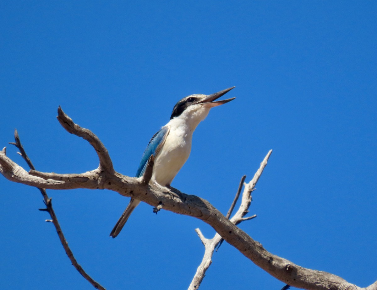 Red-backed Kingfisher - ML643856262