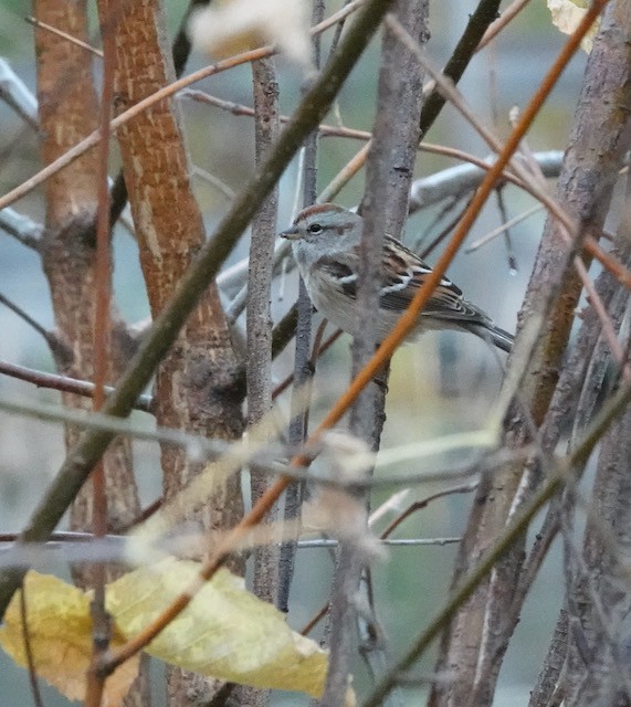 American Tree Sparrow - ML643856270