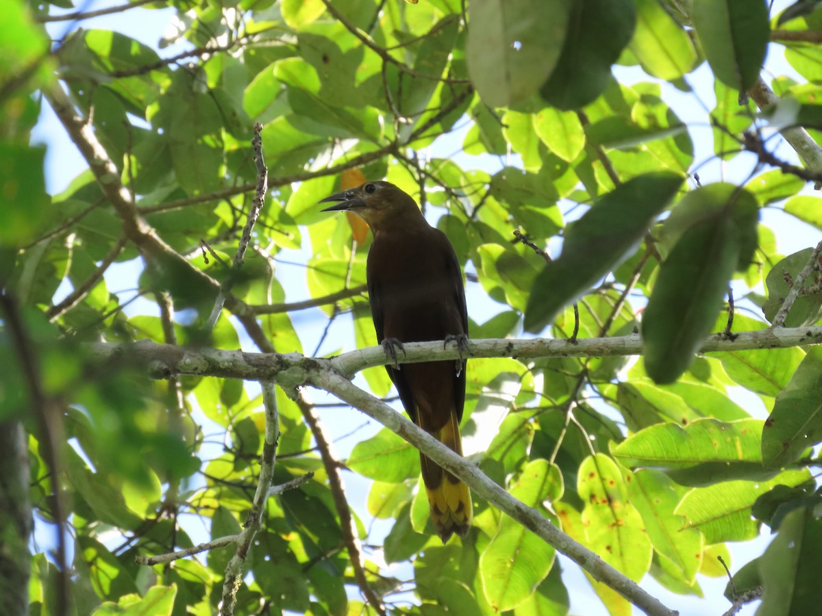 Russet-backed Oropendola - ML643856274