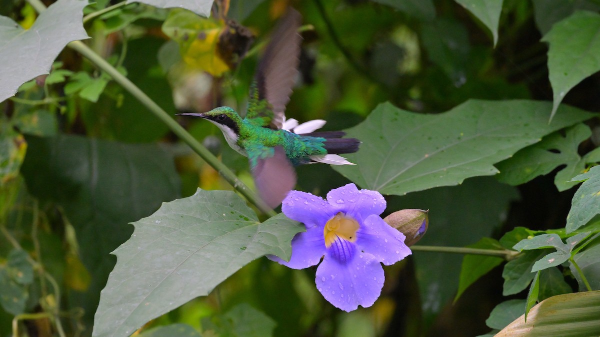 Purpurkron-Schmuckkolibri - ML643856277