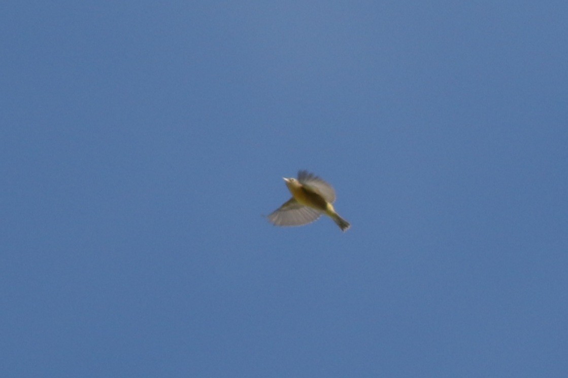 Nashville Warbler - ML643856279
