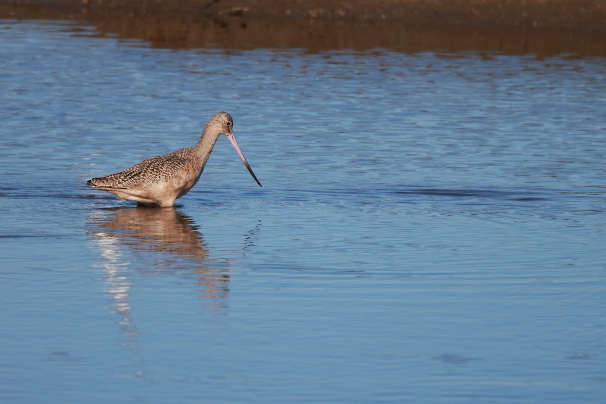 Marbled Godwit - ML643856283