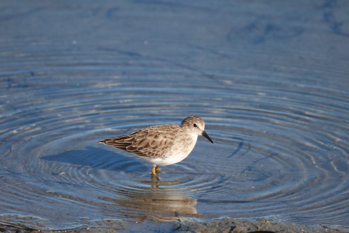Least Sandpiper - ML643856293