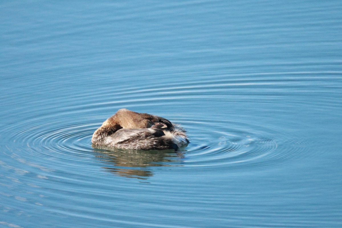 Pied-billed Grebe - ML643856307