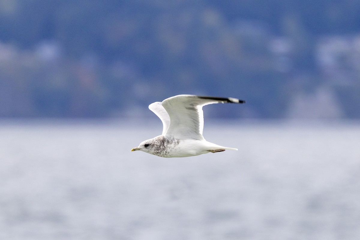 Short-billed Gull - ML643856308