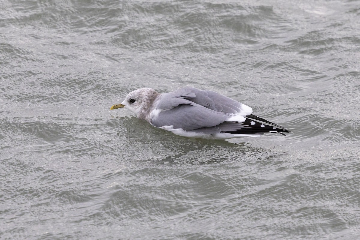 Short-billed Gull - ML643856309