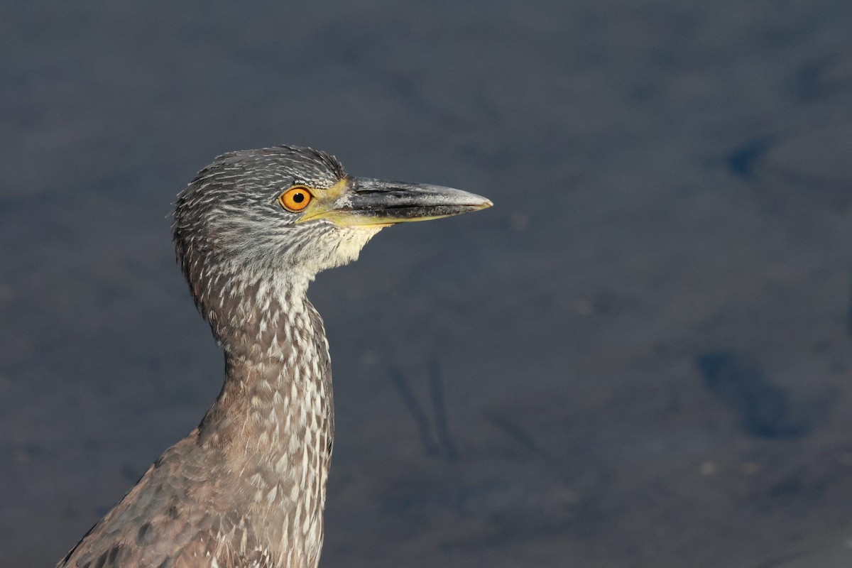 Yellow-crowned Night Heron - ML643856313