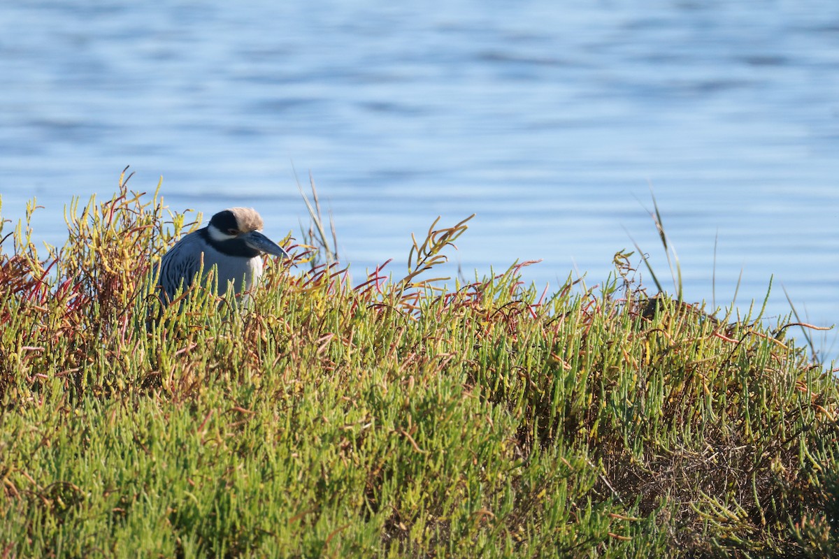 Yellow-crowned Night Heron - ML643856314