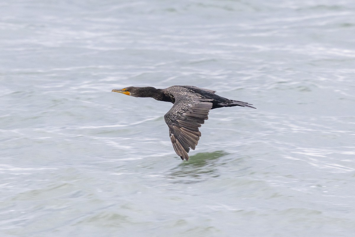 Double-crested Cormorant - ML643856315