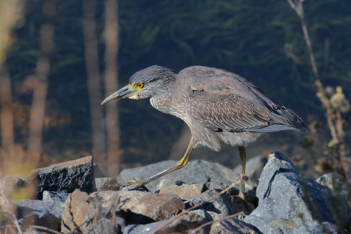 Yellow-crowned Night Heron - ML643856319