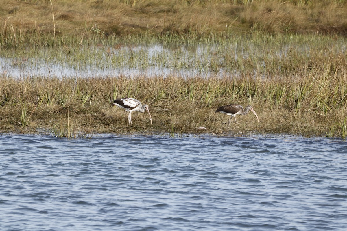 White Ibis - ML643856329