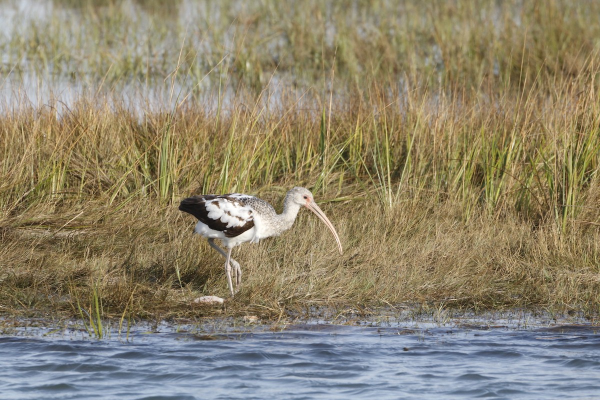 White Ibis - ML643856330