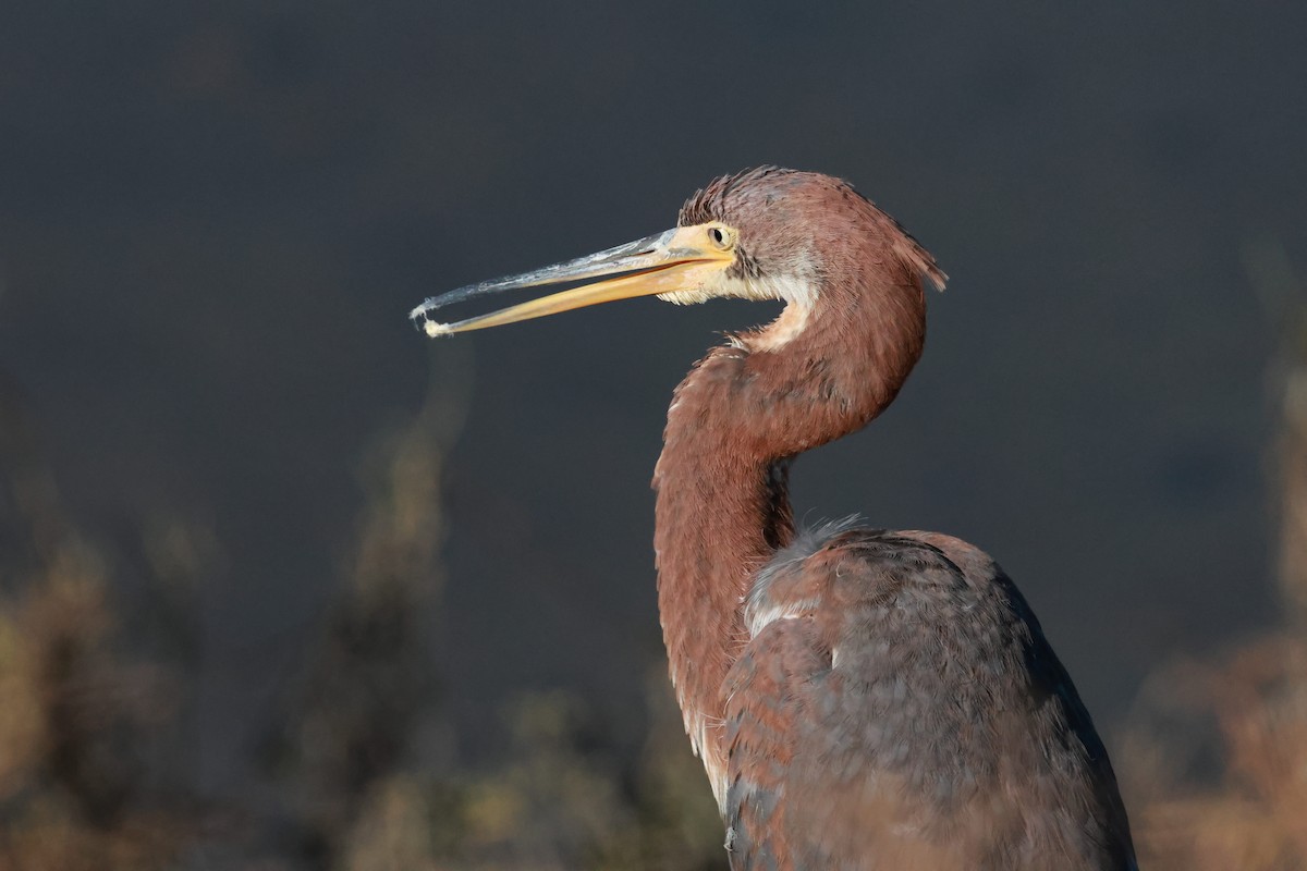 Tricolored Heron - ML643856336