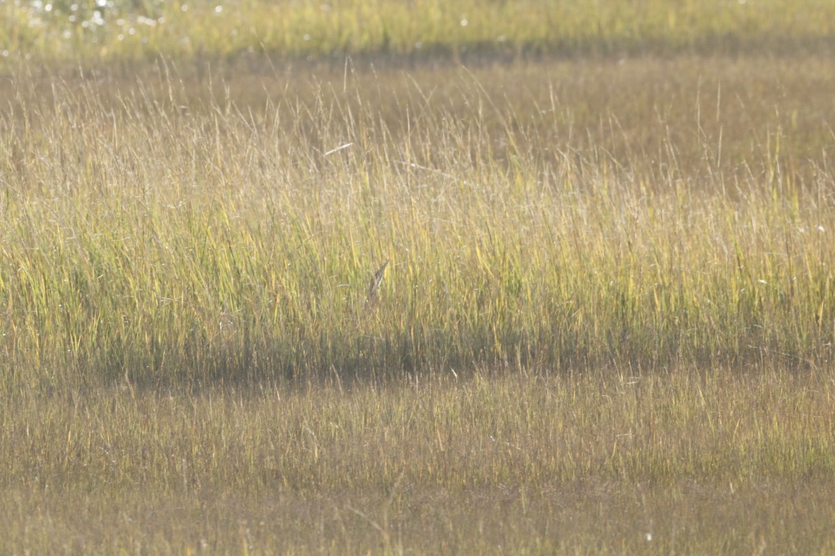 American Bittern - ML643856337