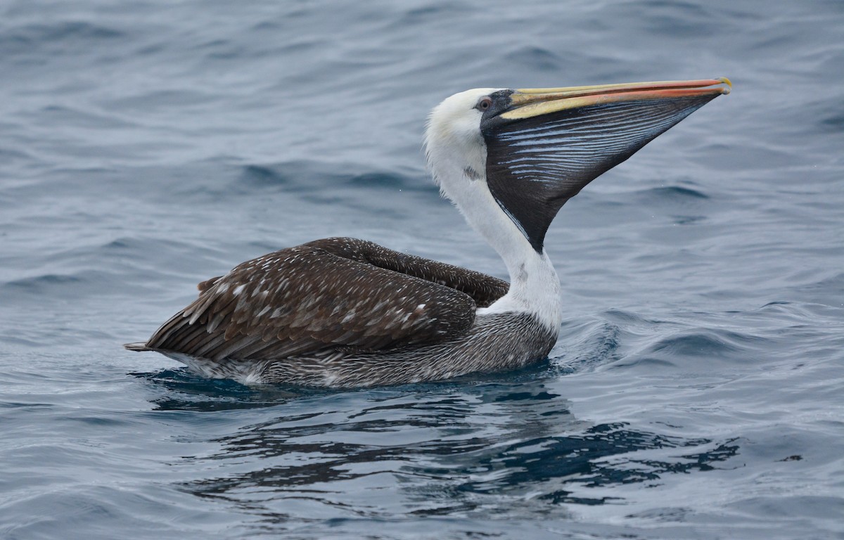 Peru Pelikanı - ML643856343