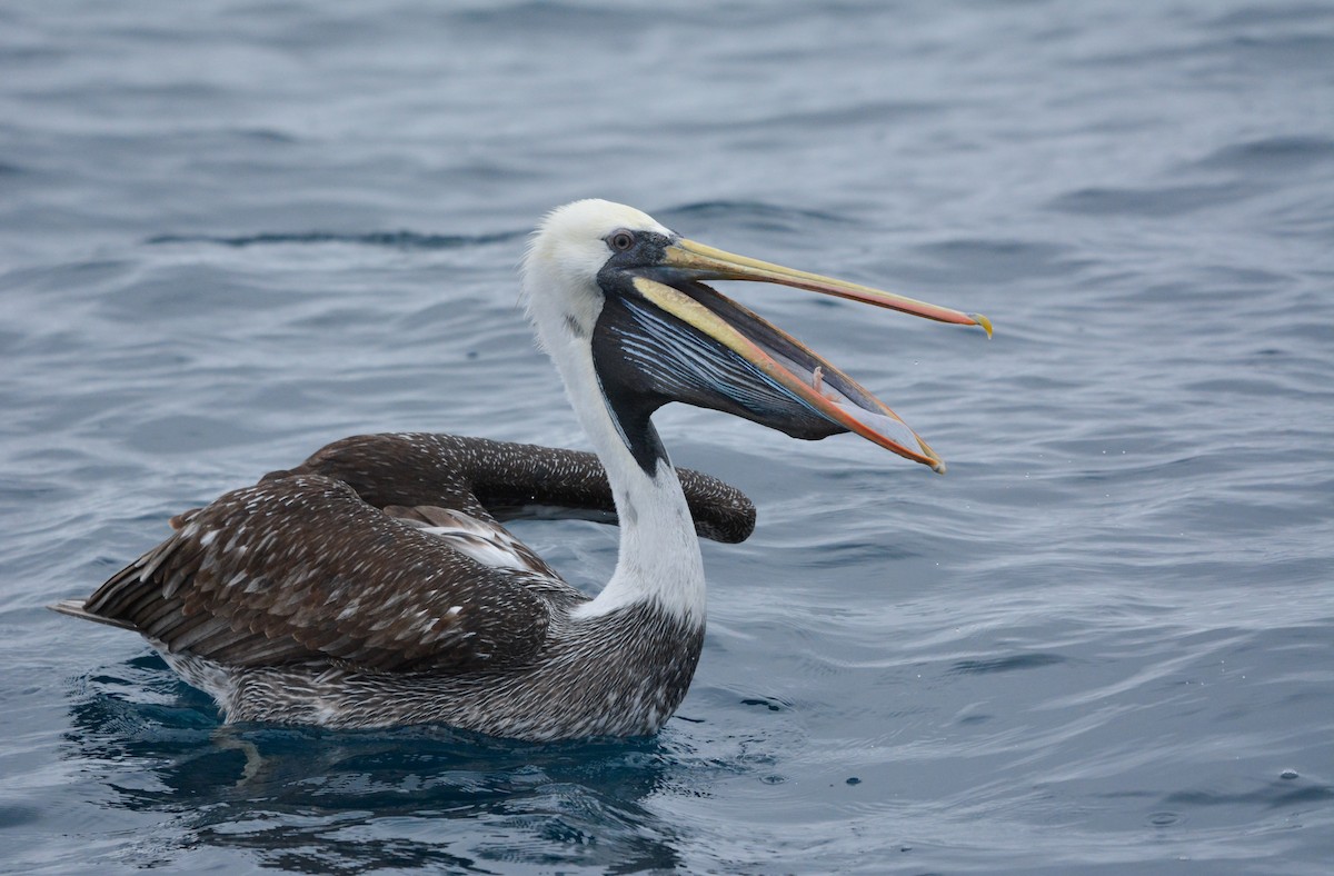 Peru Pelikanı - ML643856344