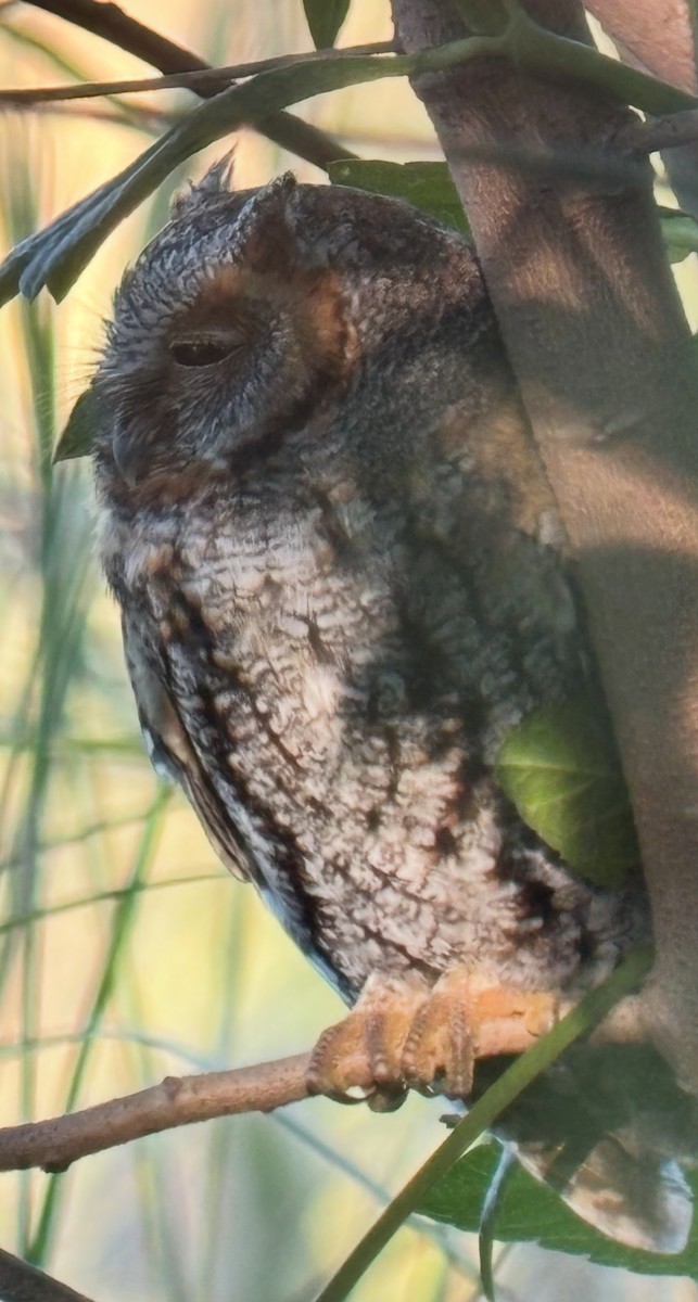 Flammulated Owl - ML643856348