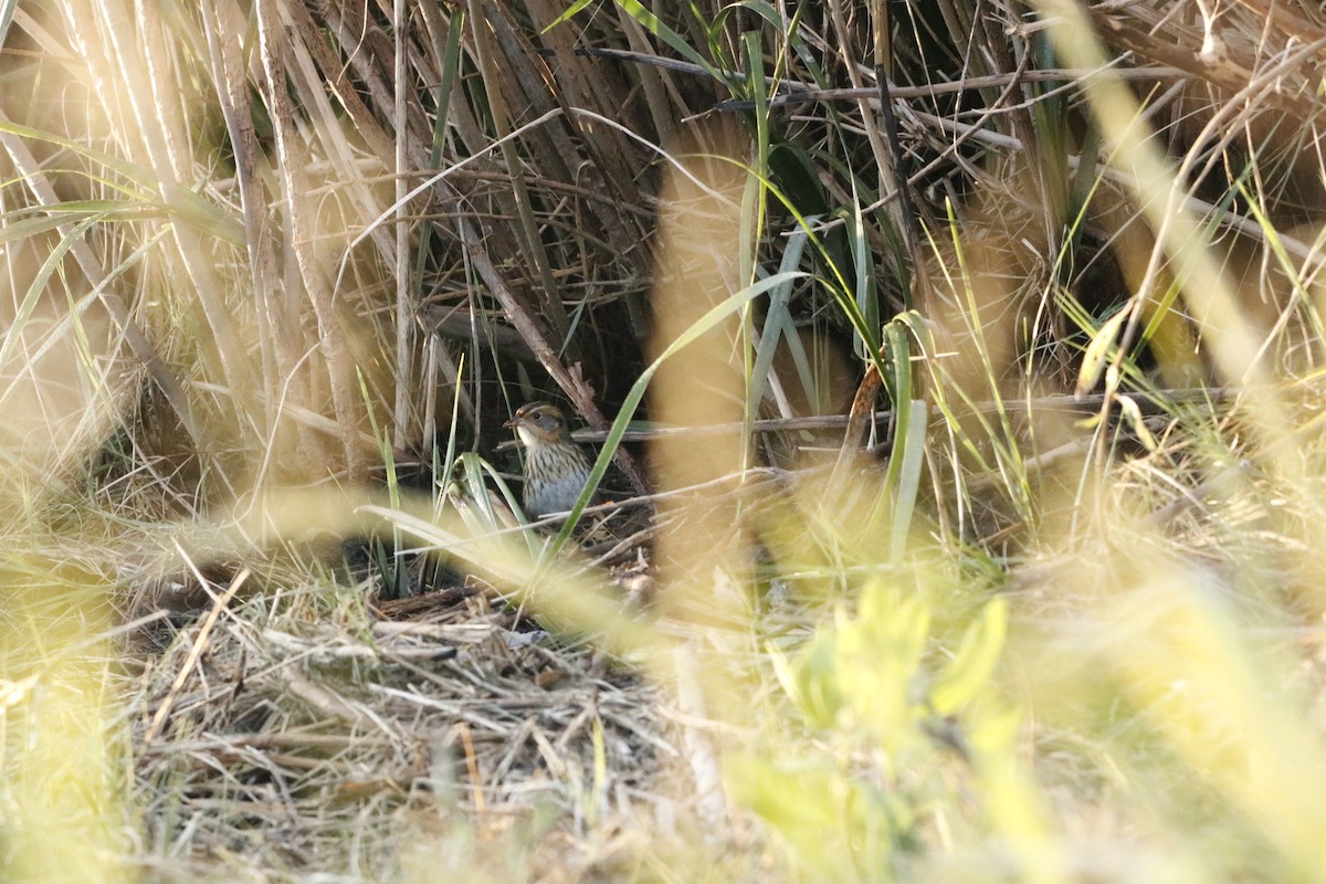 Saltmarsh Sparrow - ML643856351