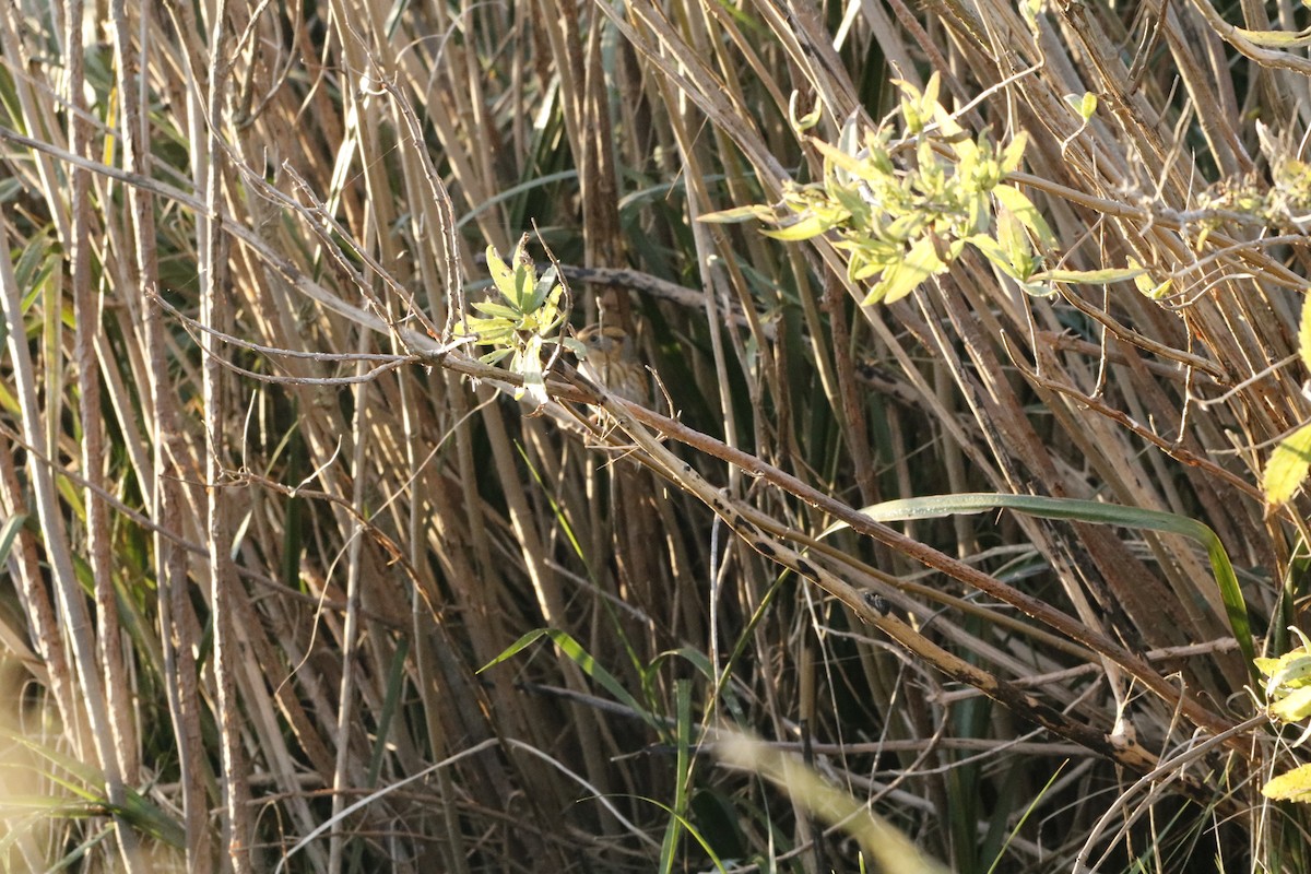 Nelson's Sparrow - ML643856355