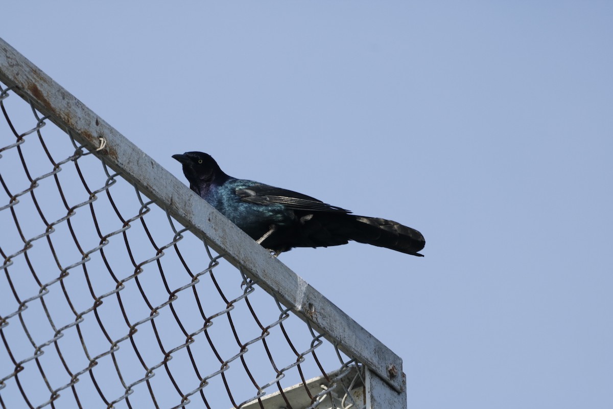 Boat-tailed Grackle - ML643856368