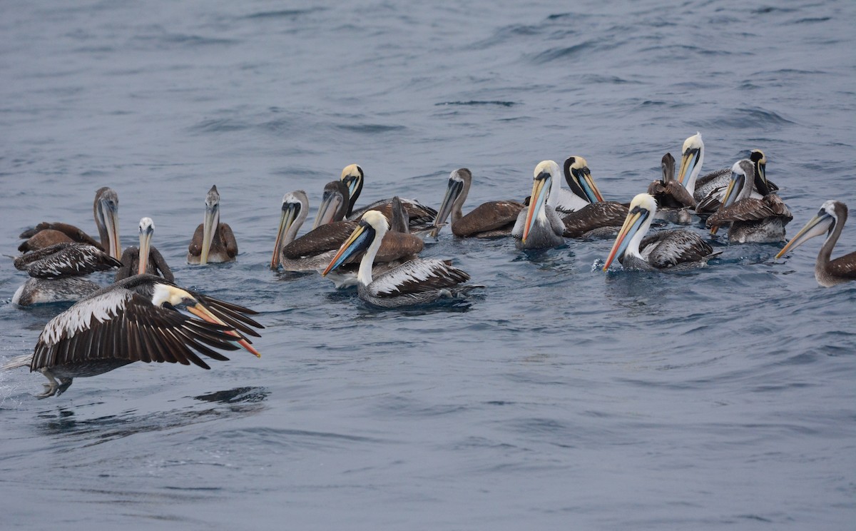 Peru Pelikanı - ML643856369