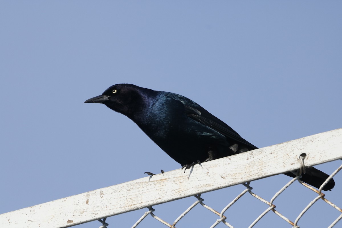 Boat-tailed Grackle - ML643856370